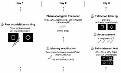 Reactivation of the Unconditioned Stimulus Inhibits the Return of Fear Independent of Cortisol